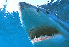 Great White Shark Cage Dive